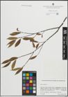 Foto von Salix pentandra L.